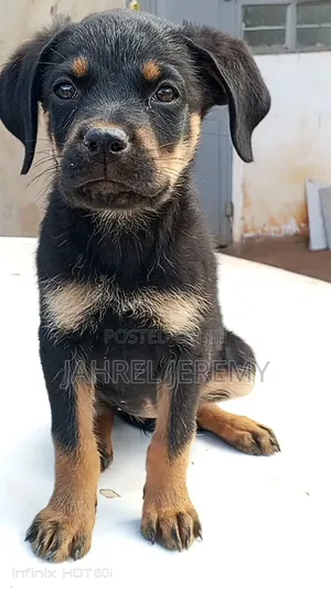 1-3 months Male Purebred Rottweiler