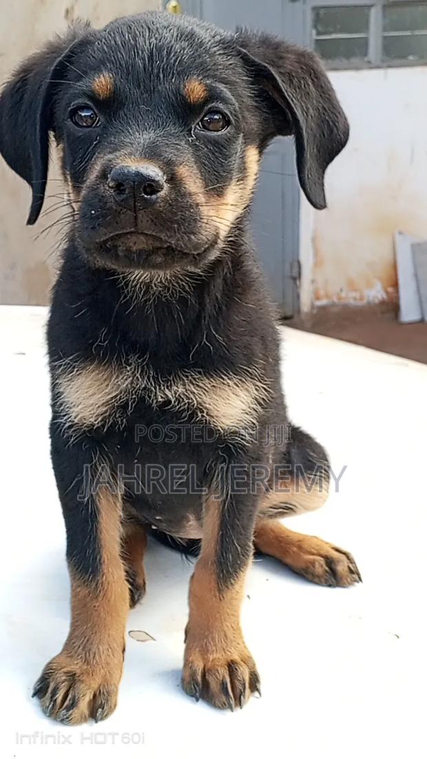 1-3 months Male Purebred Rottweiler