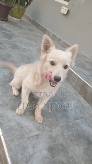 3-6 months Male Mixed Breed Japanese Spitz