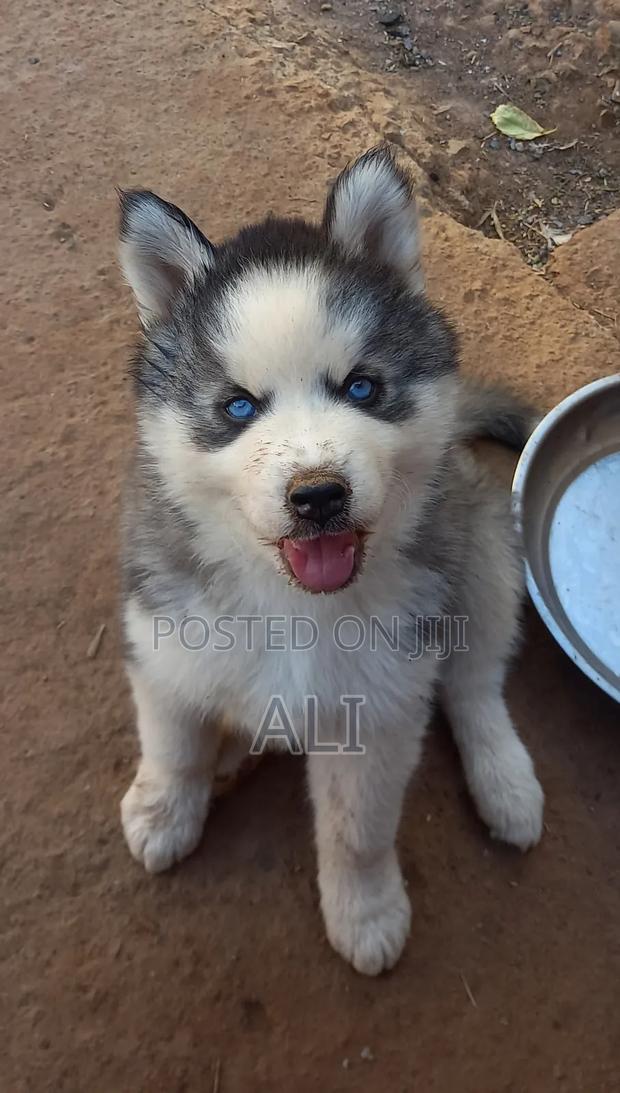 1-3 months Male Purebred Siberian Husky