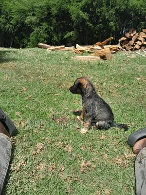 1-3 months Male Purebred Caucasian Shepherd