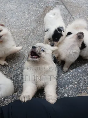 1-3 months Male Purebred Maltese