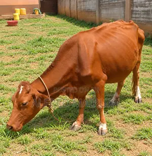 Dairy Cows for Sale