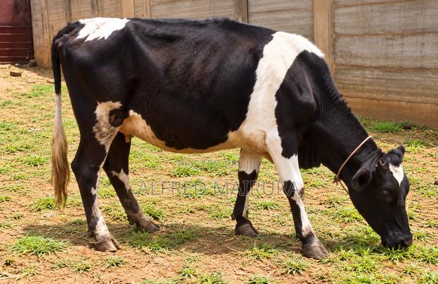 Dairy Cows for Sale - thumbnail 2