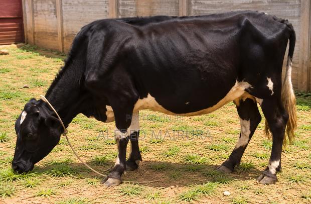Dairy Cows for Sale - thumbnail 3