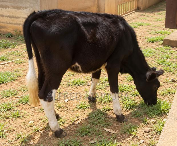 Dairy Cows for Sale - thumbnail 5