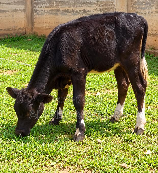 Dairy Cows for Sale - thumbnail 4