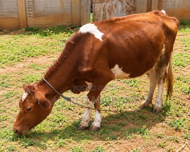 Dairy Cows for Sale - thumbnail 7