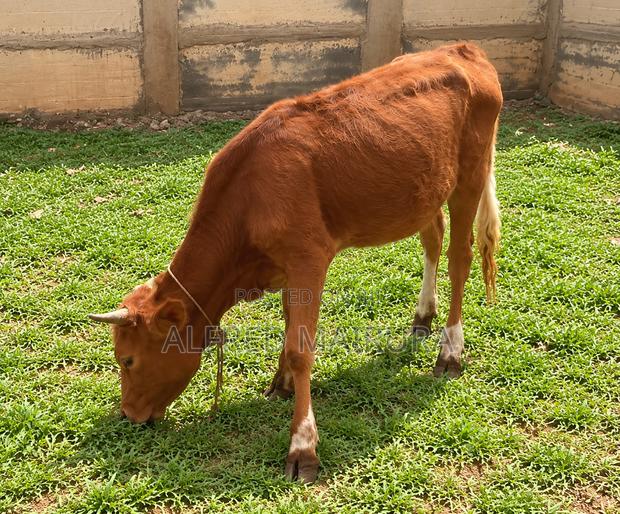 Dairy Cows for Sale - thumbnail 8