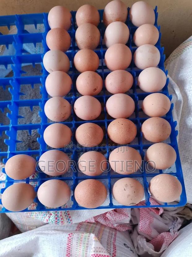 Guinea Fowl Eggs - main view