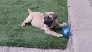 1-3 months Female Purebred Boerboel