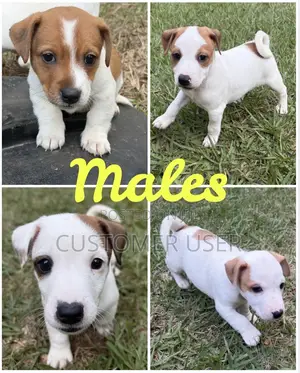 1-3 months Male Purebred Jack Russell Terrier