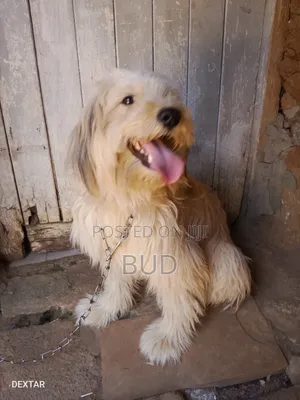 1+ year Male Purebred Maltese