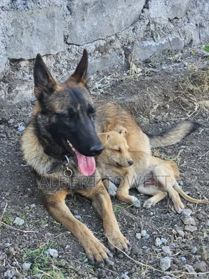 6-12 months Female Purebred Belgian Malinois
