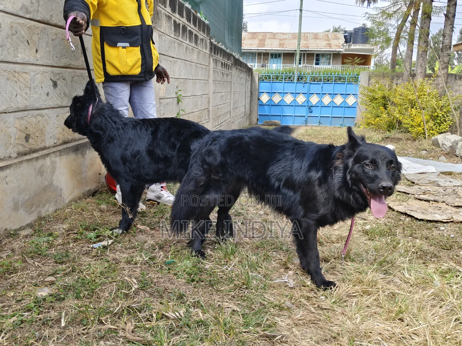1+ year Male Purebred German Shepherd