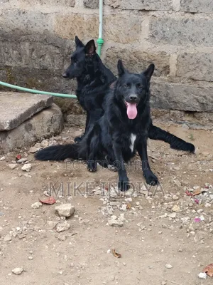 1+ year Male Purebred German Shepherd