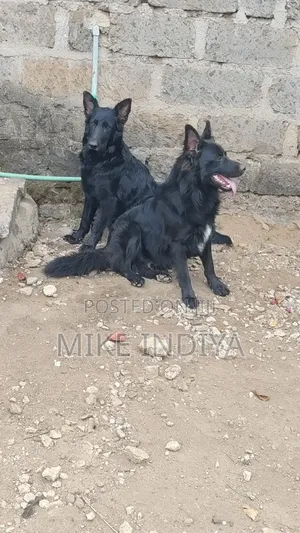 1+ year Male Purebred German Shepherd