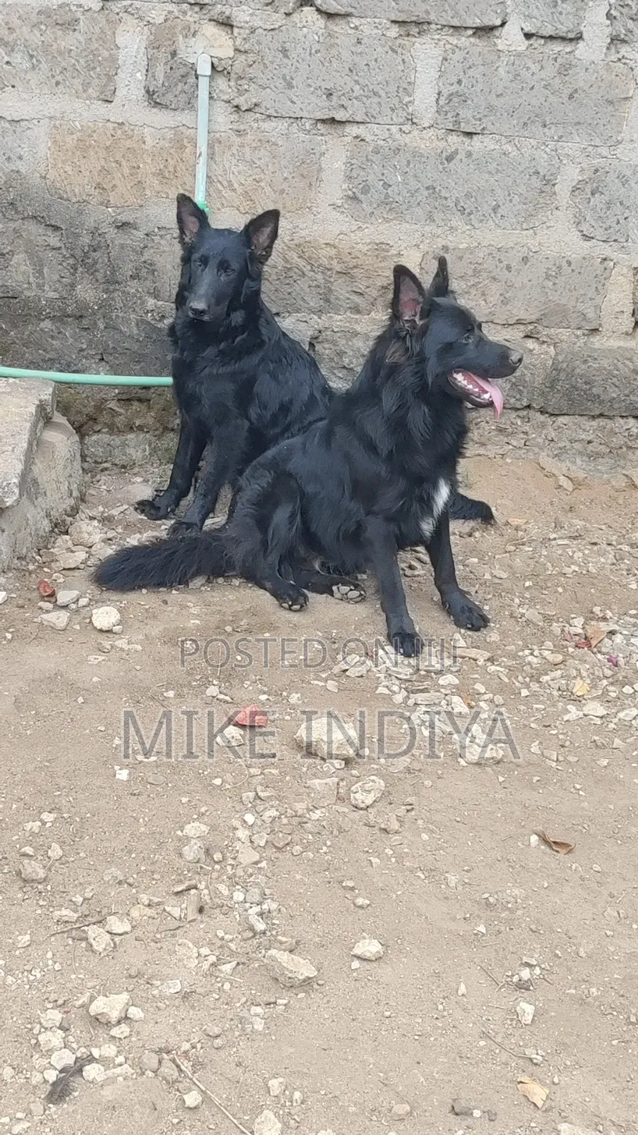 1+ year Male Purebred German Shepherd
