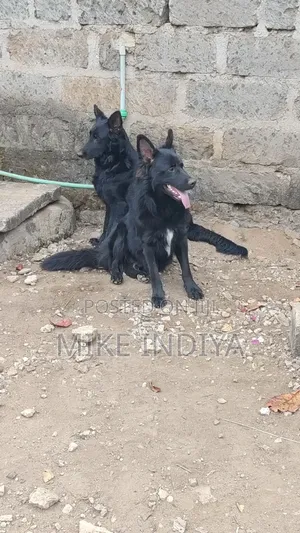 1+ year Male Purebred German Shepherd