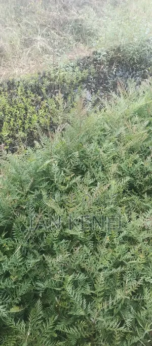 Tree Seedlings