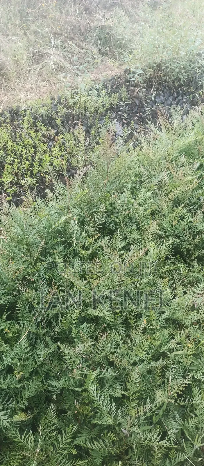 Tree Seedlings