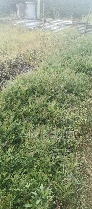Tree Seedlings