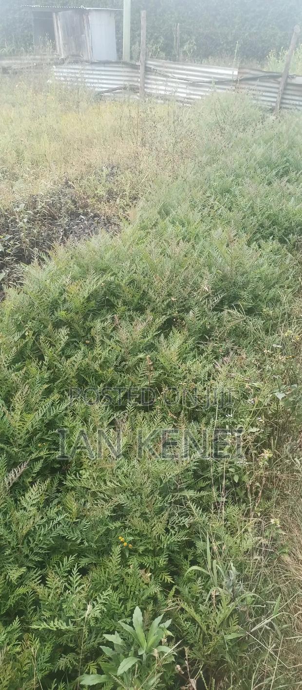 Tree Seedlings - thumbnail 2