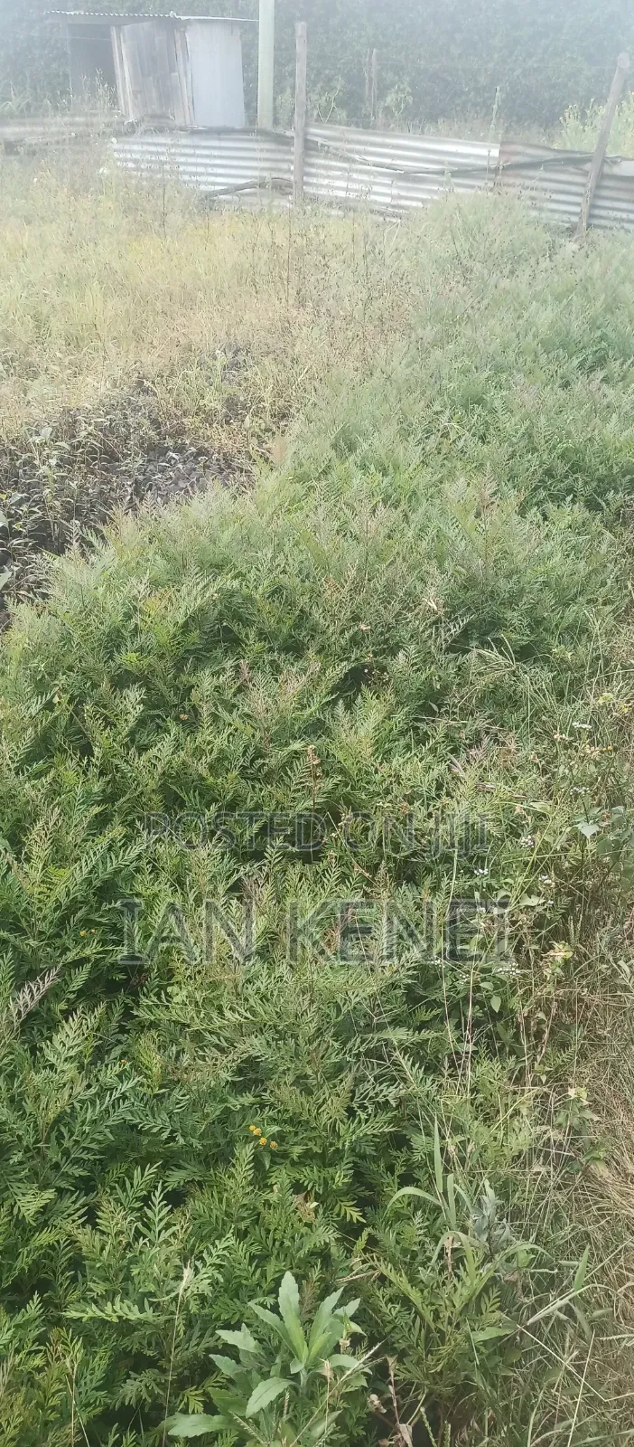 Tree Seedlings