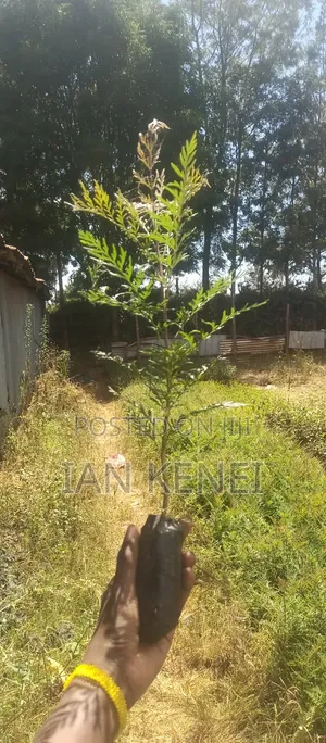 Tree Seedlings