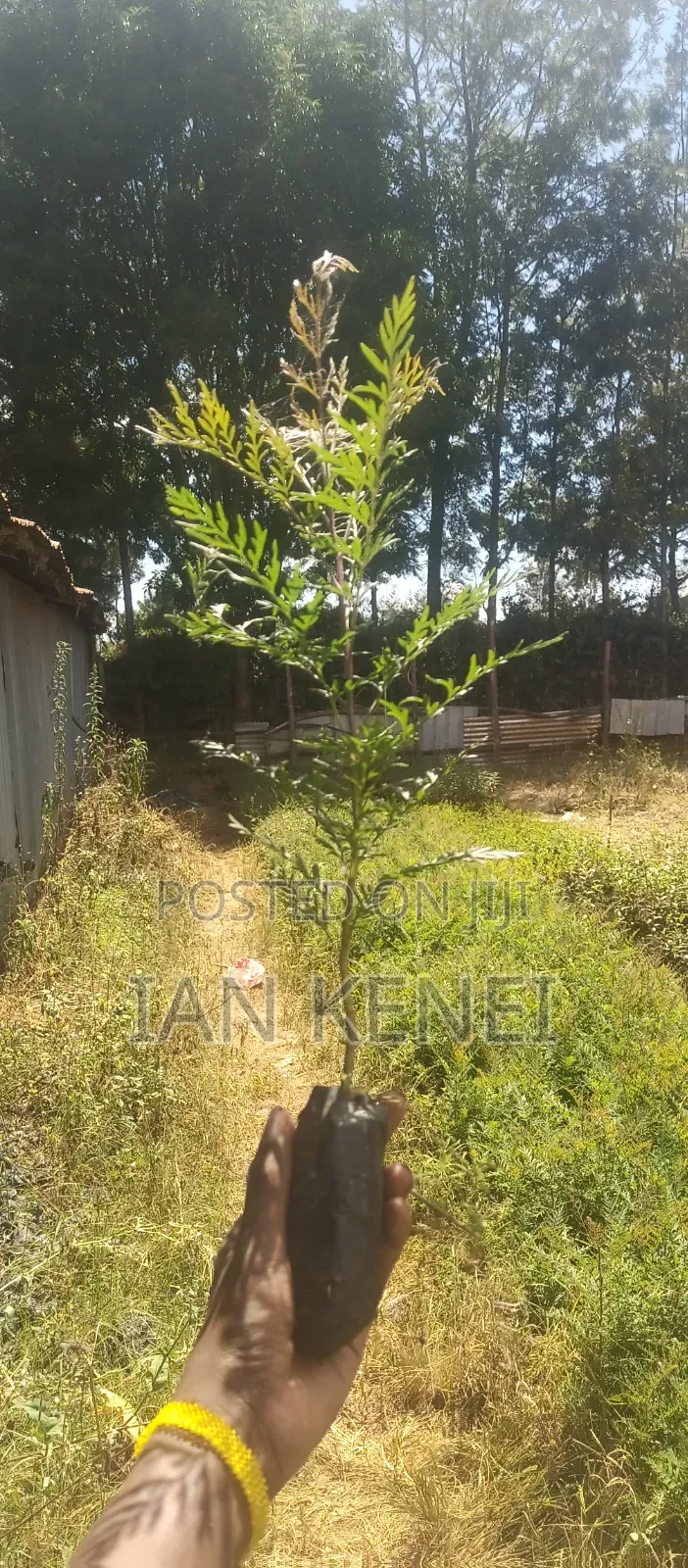 Tree Seedlings