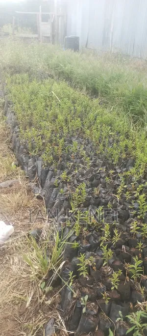 Tree Seedlings