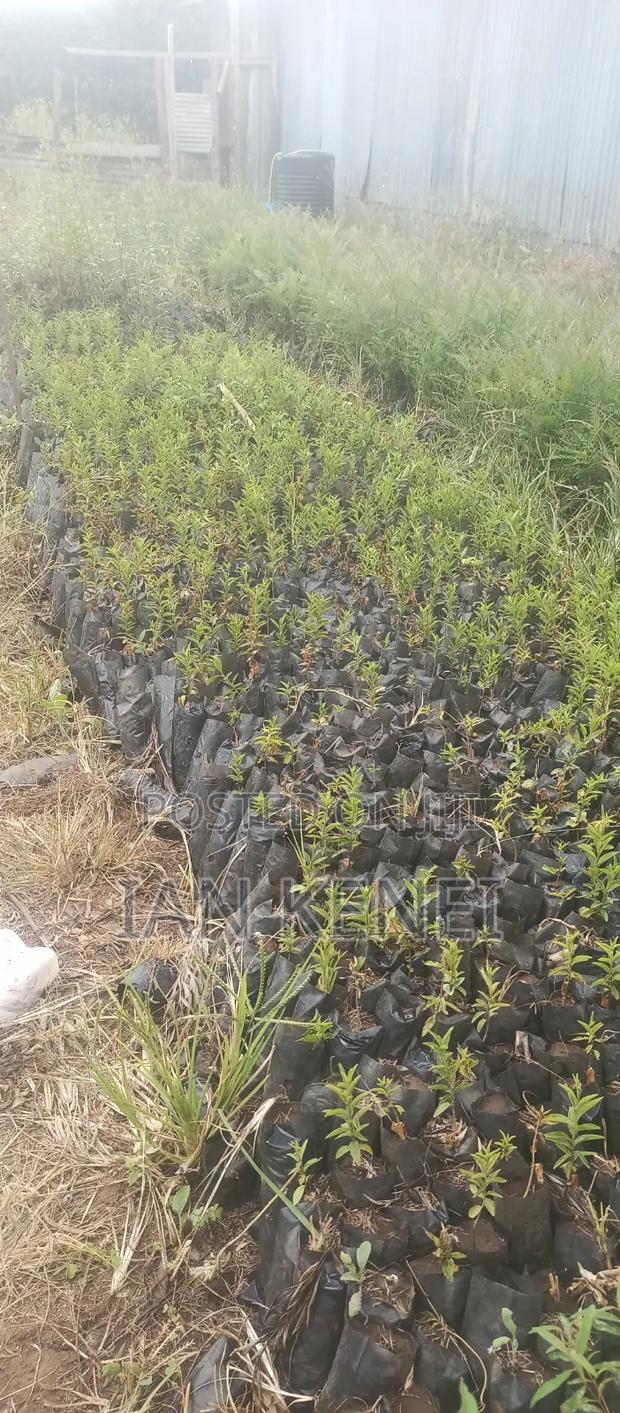 Tree Seedlings - thumbnail 4