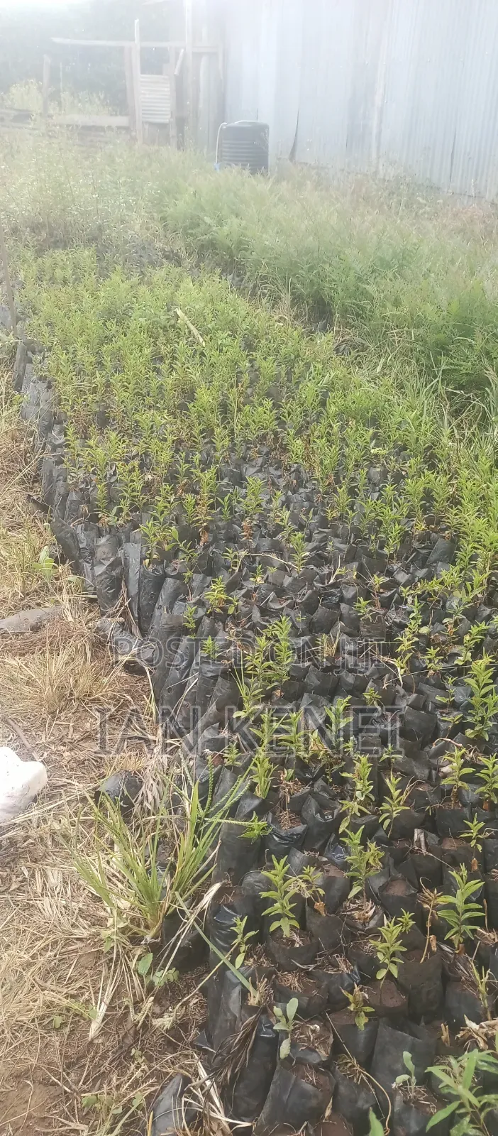 Tree Seedlings