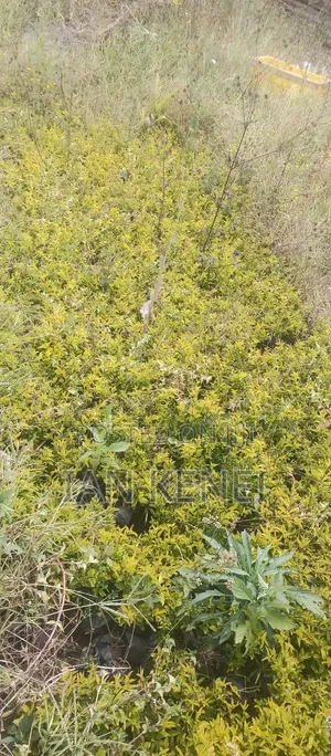 Tree Seedlings