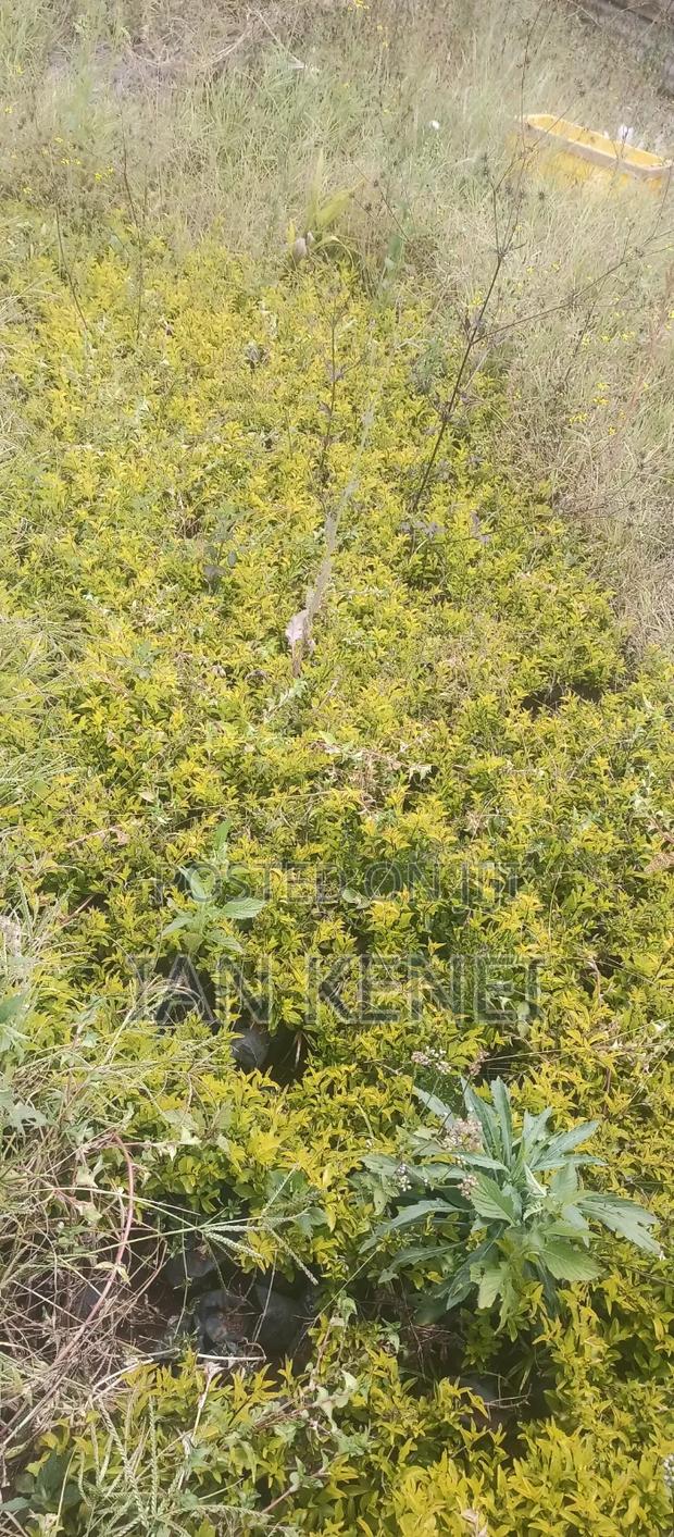 Tree Seedlings - thumbnail 5