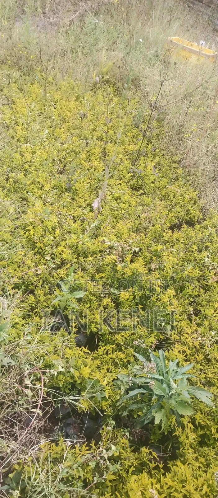 Tree Seedlings