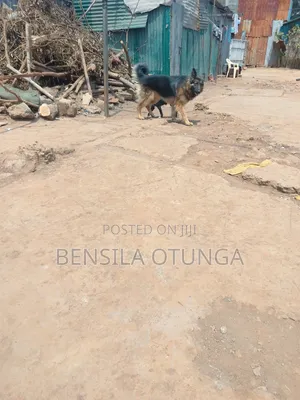 6-12 months Male Purebred German Shepherd