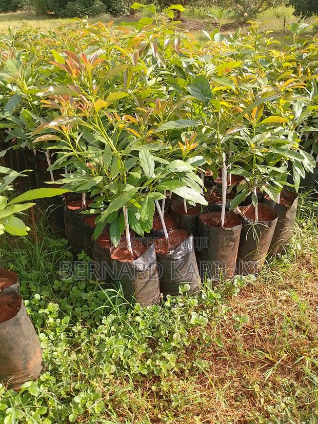 Hass Seedlings - main view