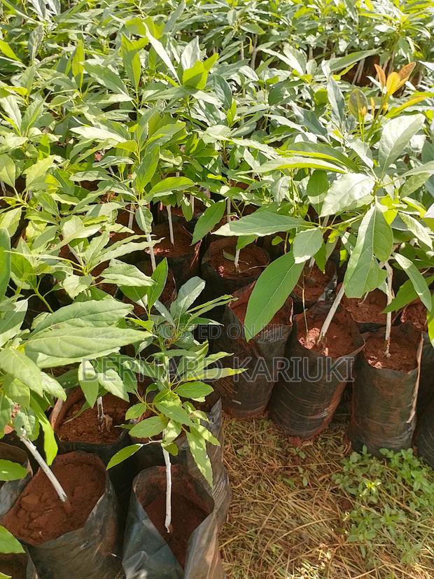 Hass Seedlings - thumbnail 2