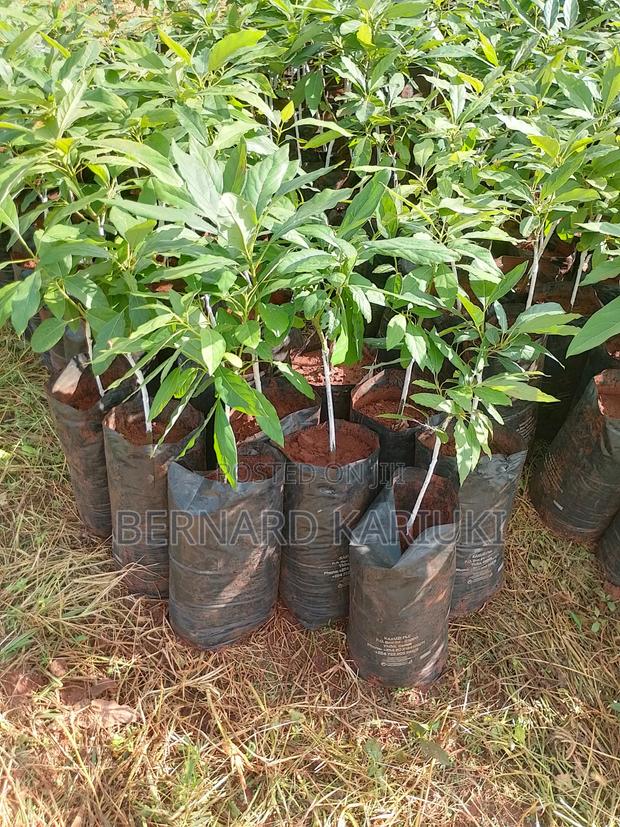 Hass Seedlings - thumbnail 3