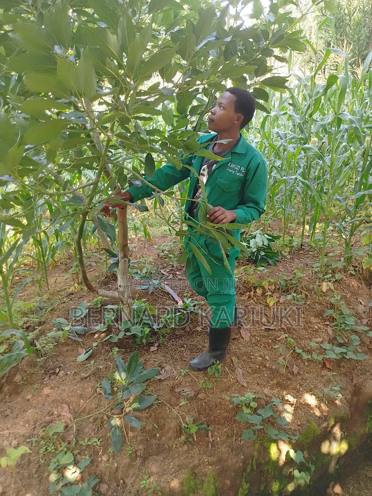 Hass Seedlings