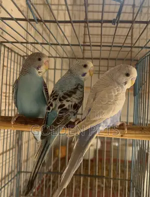 Budgies Bonded Pairs