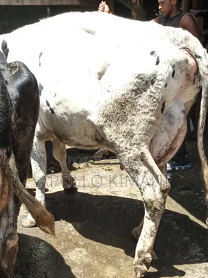Pedigree Cows Available for Sale