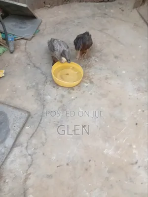 Exotic Ducks