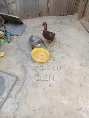 Exotic Ducks