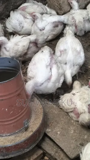 Broilers for Sale in Wangige Area