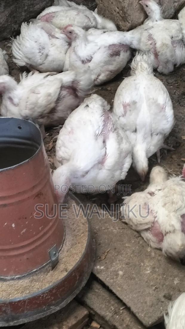 Broilers for Sale in Wangige Area