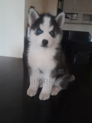 1-3 months Male Purebred Siberian Husky