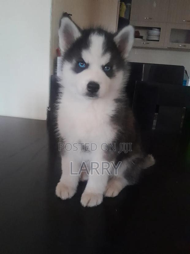 1-3 months Male Purebred Siberian Husky