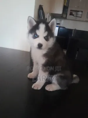 1-3 months Male Purebred Siberian Husky